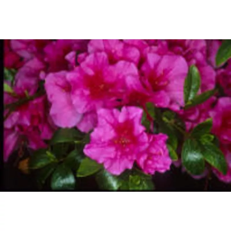 azalea-kaempo-3 Azalea Kaempo #3
