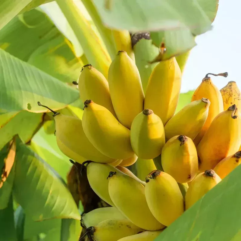 banana-fruit-seeds-planting-elevate-your-space-with-exotic-colors Banana Fruit Seeds for Planting: Elevate Your Space with Exotic Colors