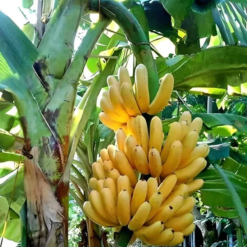 banana-fruit-seeds-planting-yellow-variety Banana Fruit Seeds for Planting – Yellow Variety