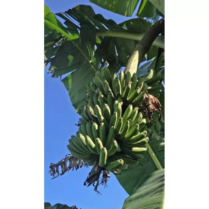 banana-lacatan-musa-hybrid Banana Lacatan (Musa hybrid)