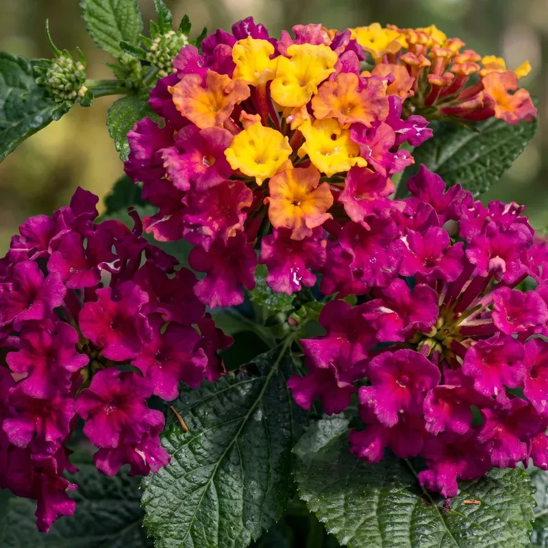 bandana-cherry-lantana Bandana Cherry Lantana