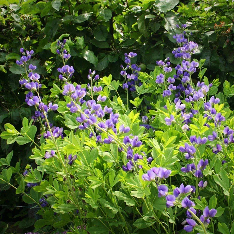 baptisia-australis-blue-false-indigo Baptisia australis ~ Blue False Indigo