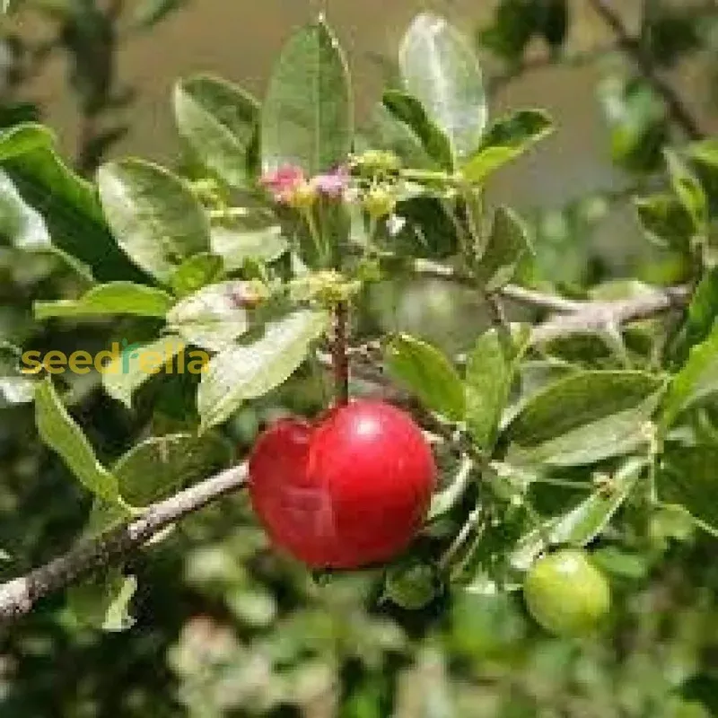 barbados-cherry-seeds-planting-guide Barbados Cherry Seeds for Planting Guide