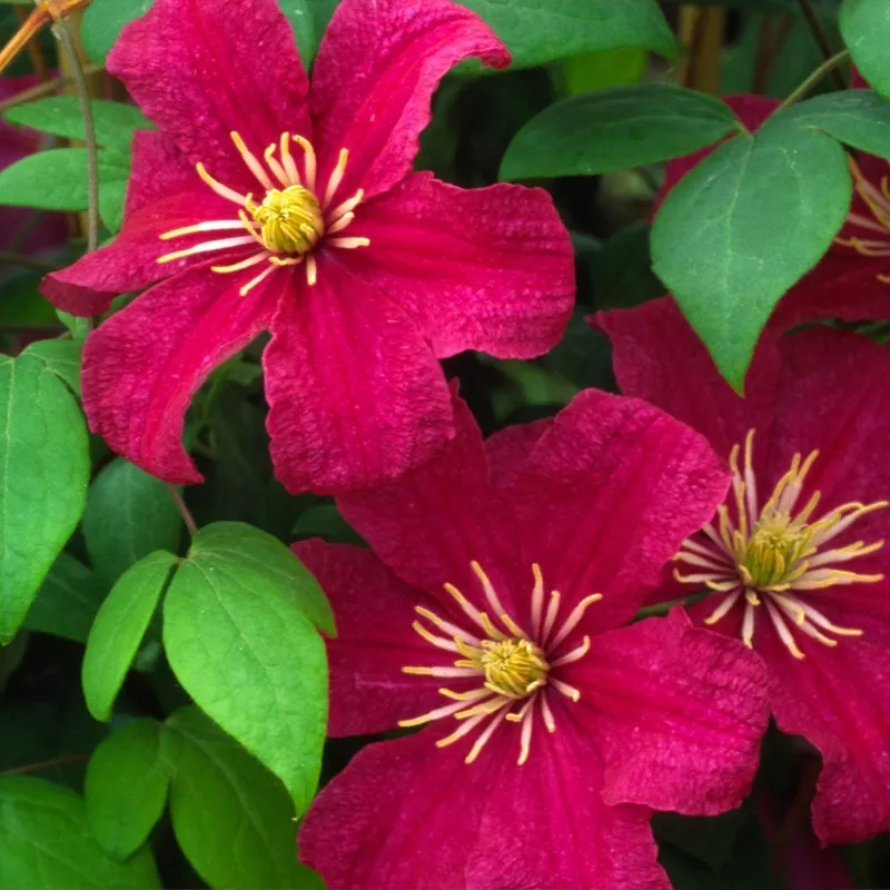 barbara-harrington-clematis ‘Barbara Harrington’ Clematis