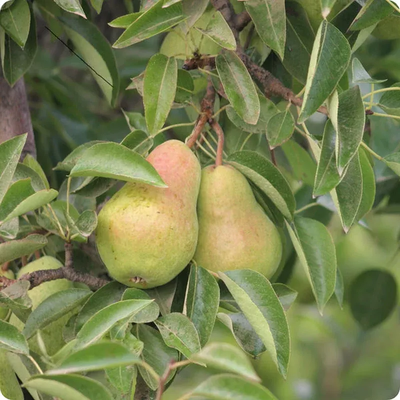 bartlett-pear-tree-seeds-pyrus-communis Bartlett Pear Tree Seeds – Pyrus communis