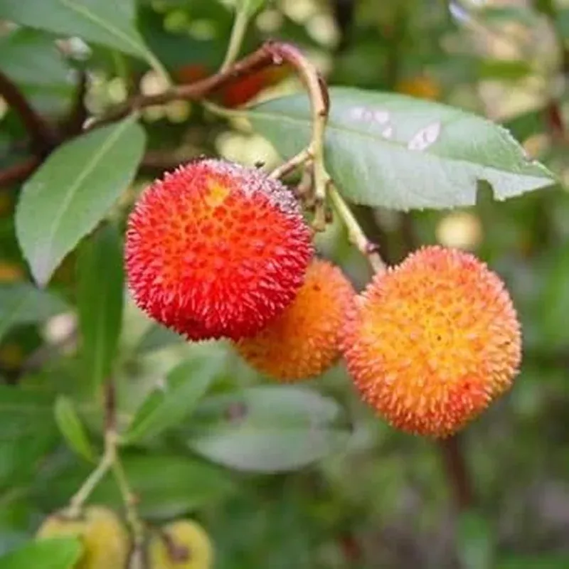 bayberry-fruit-seeds-your-guide-to-planting-growing Bayberry Fruit Seeds – Your Guide to Planting and Growing