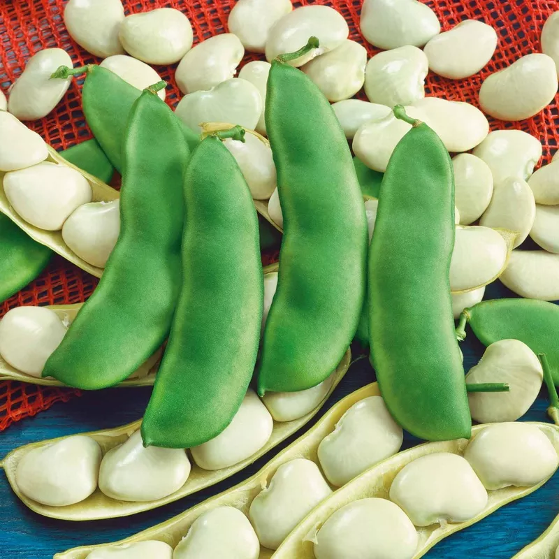 bean-seeds-bush-lima-early-thorogreen Bean Seeds (Bush Lima) – Early Thorogreen