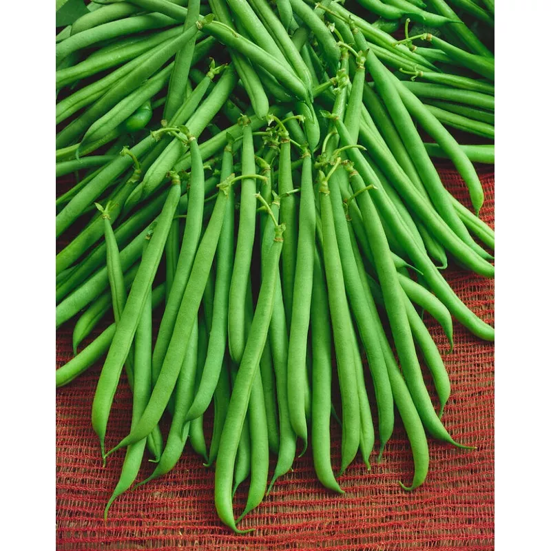 Beans Slenderette Large – Ontario Seed Company
