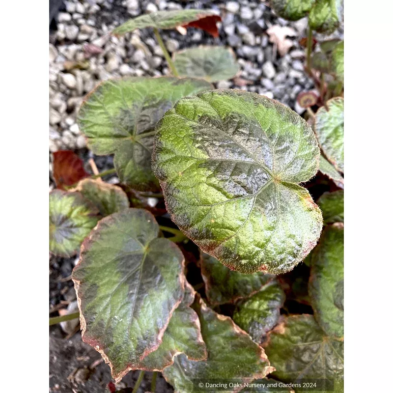 Begonia thomsonii begonia