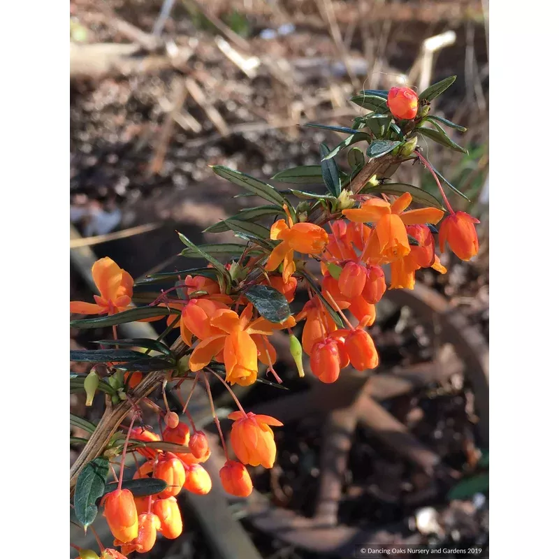 Berberis linearifolia ‘Orange King’ Chilean Barberry