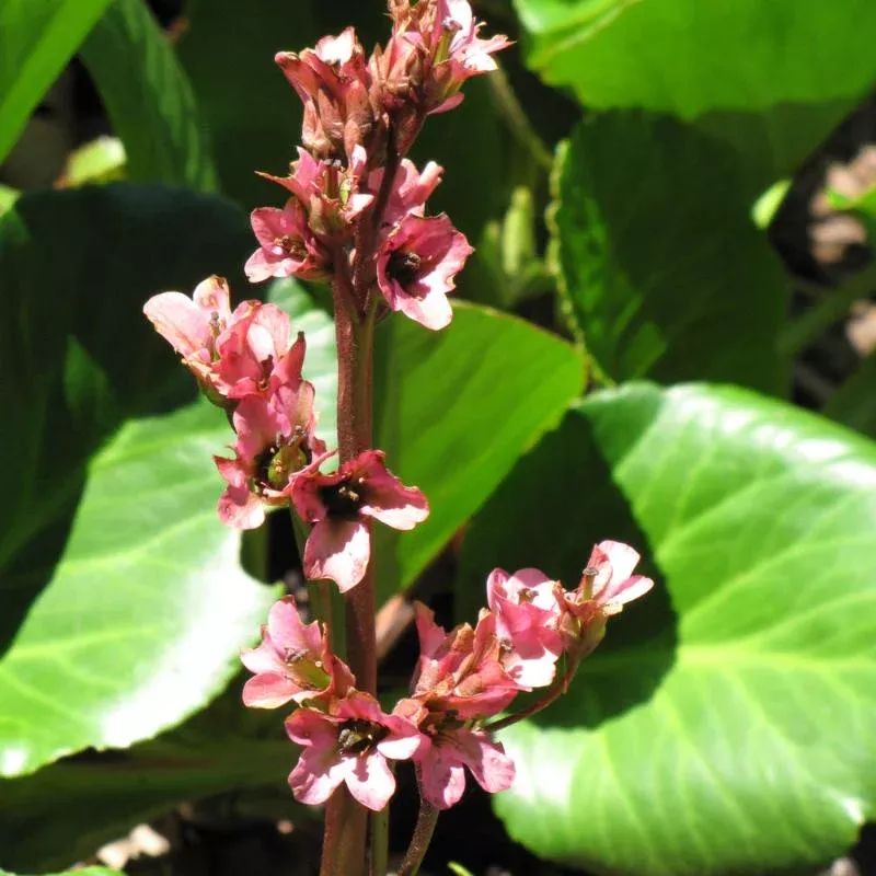 bergenia-baby-doll BERGENIA BABY DOLL