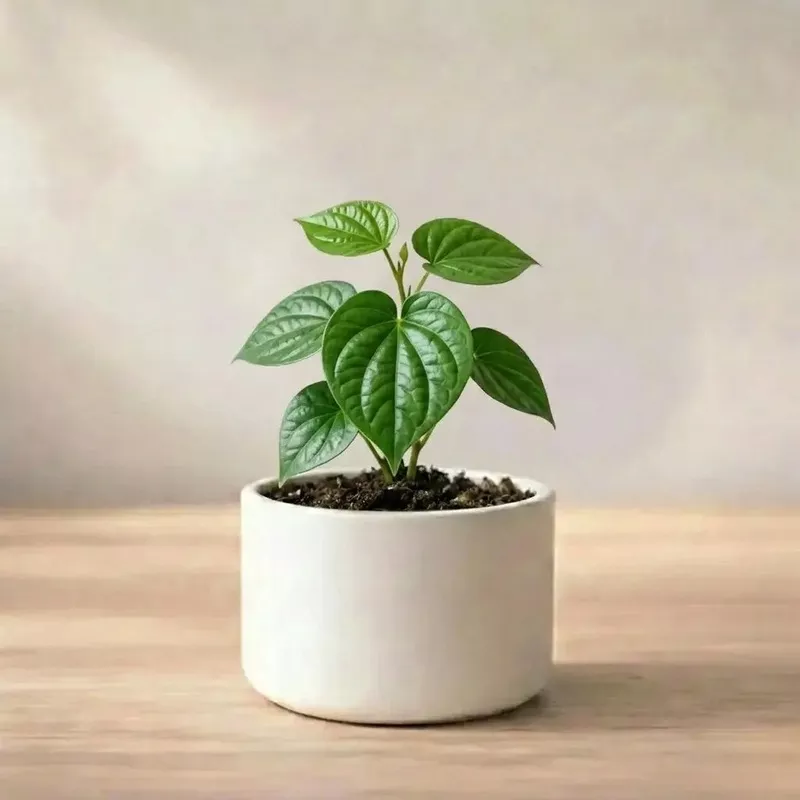 betel-paan-sapling-1pc Betel Paan Sapling (1pc)