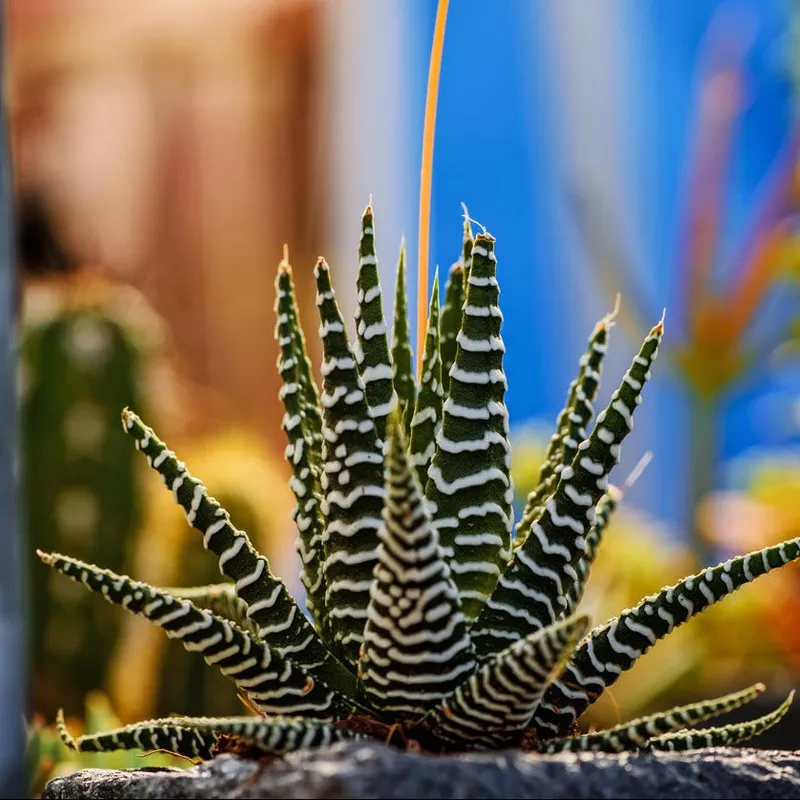 big-band-zebra-plant Big Band Zebra Plant