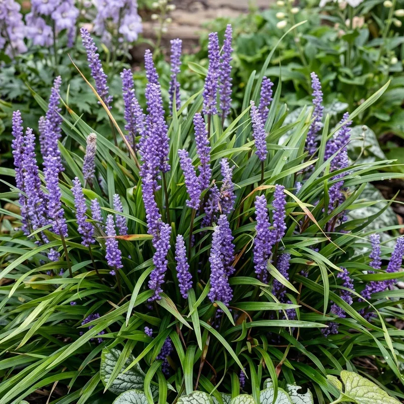 Big Blue Lily Turf