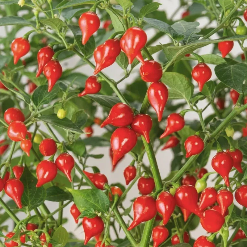 biquihno-red-pepper Biquihno Red Pepper