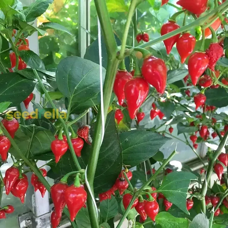 biquinho-seeds-home-vegetable-planting Biquinho Seeds for Home Vegetable Planting
