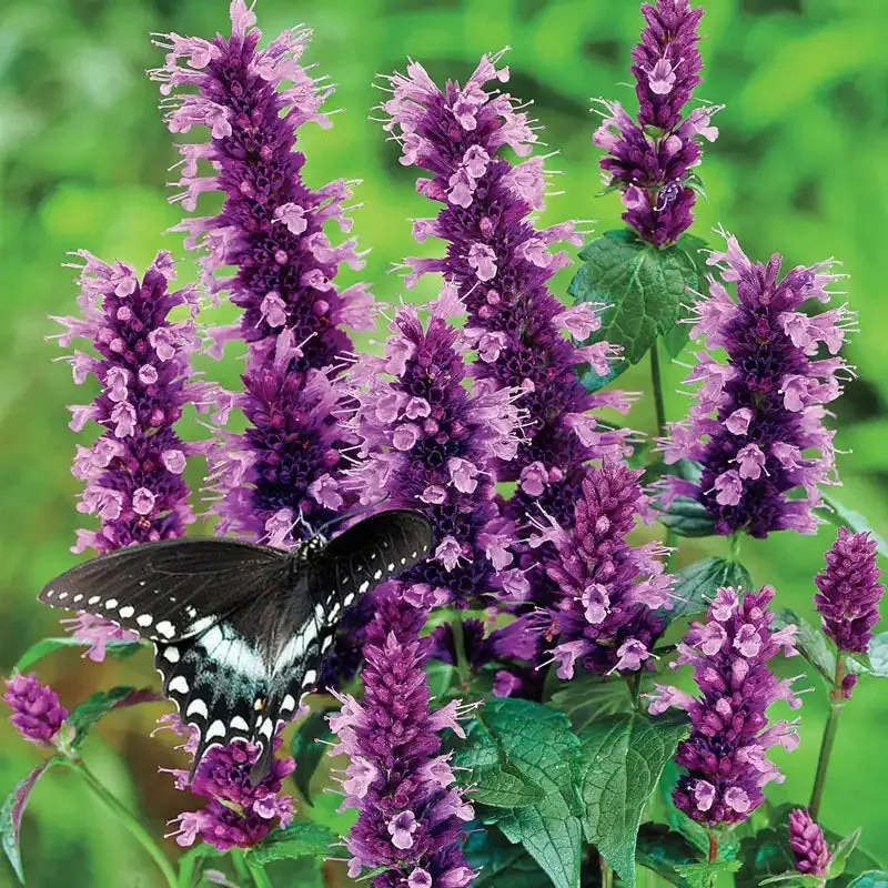black-adder-hummingbird-mint Black Adder Hummingbird Mint