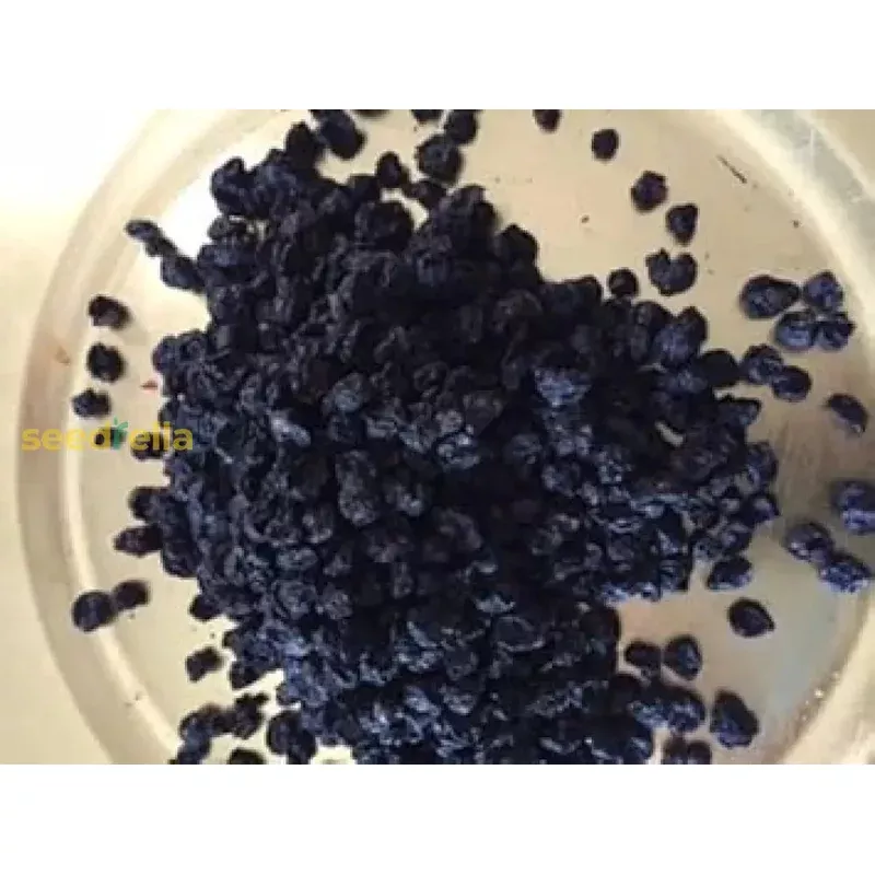 black-currant-plant-seeds-easy-planting Black Currant Plant Seeds for Easy Planting