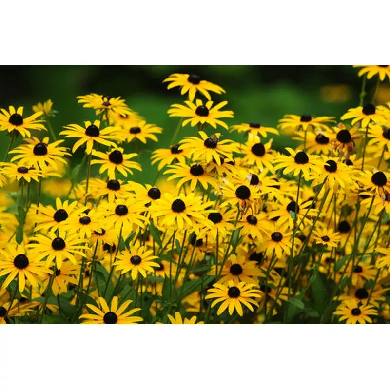 black-eyed-susan-rudbeckia-hirta-yellow-heirloom-native-flower-seeds Black Eyed Susan (Rudbeckia hirta) Yellow Heirloom Native Flower Seeds