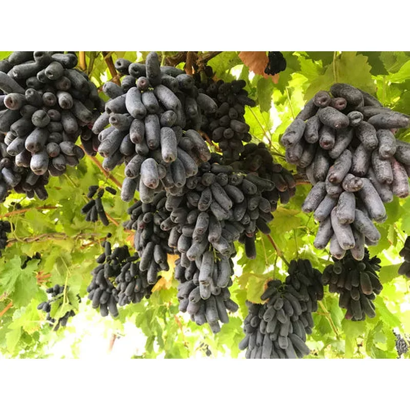 black-finger-grape-vitis-vinifera-fruit-vine-seeds Black Finger Grape (Vitis Vinifera) Fruit Vine Seeds