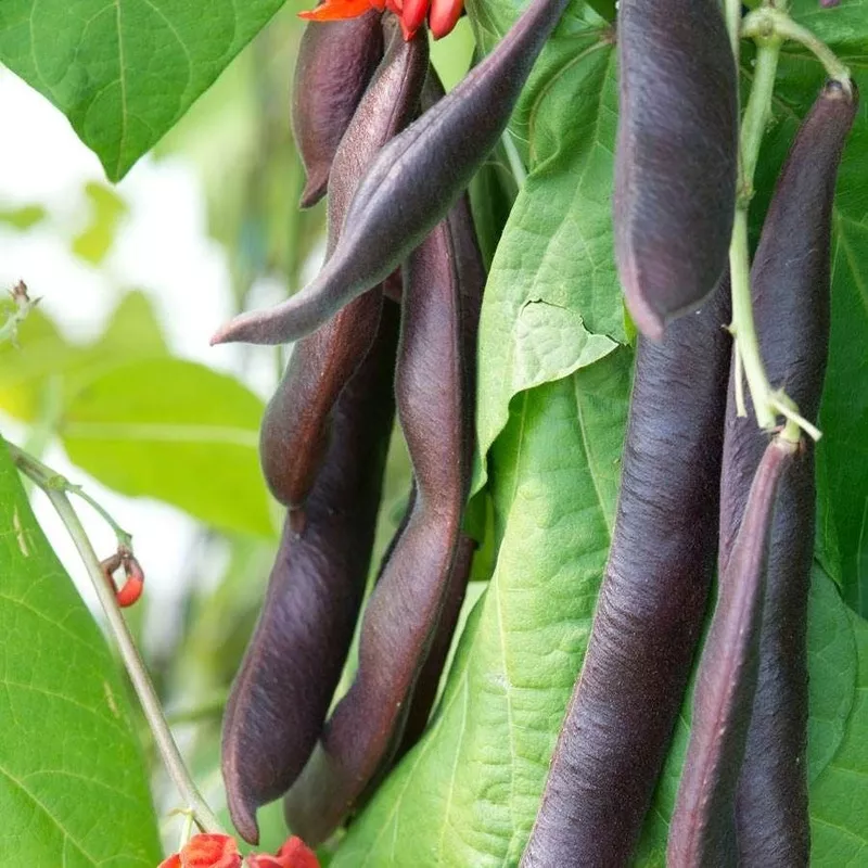 black-knight-heirloom-runner-bean-seeds ‘Black Knight’ Heirloom Runner Bean Seeds