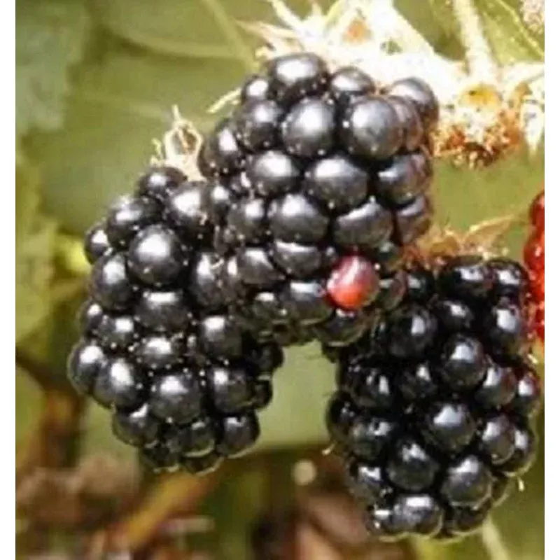 blackberry-fruit-bush-rubus-allegheniensis-seeds Blackberry Fruit Bush (Rubus allegheniensis) Seeds