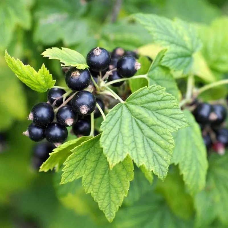 blackcurrant-ben-sarek Blackcurrant ‘Ben Sarek’
