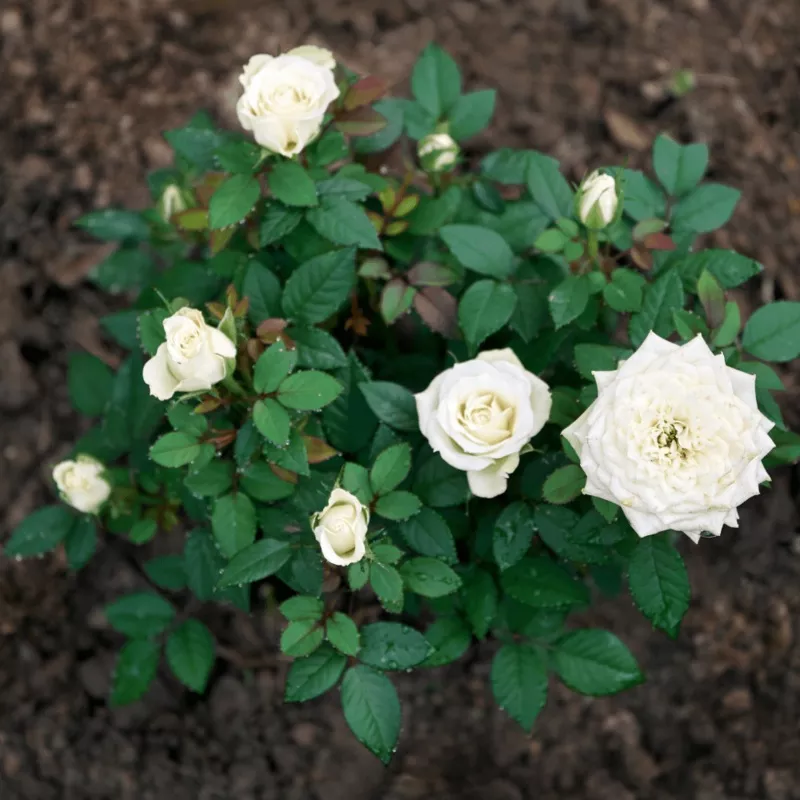 bloom-root-rose-blend-topsoil Bloom & Root Rose Blend Topsoil