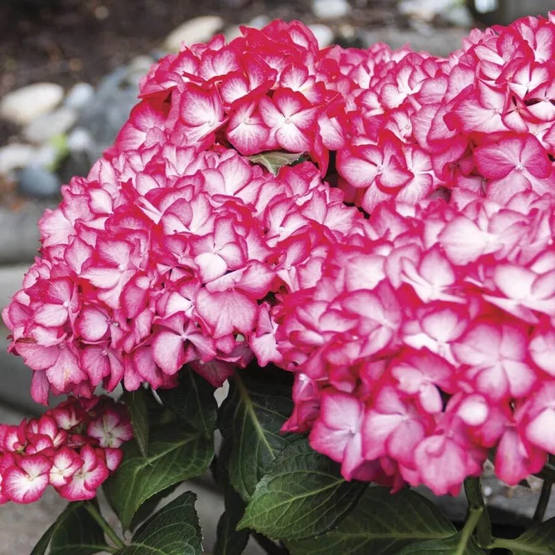 bloomin-easy-hydrangea-kimono-bigleaf-hydrangea Bloomin’ Easy Hydrangea Kimono Bigleaf Hydrangea