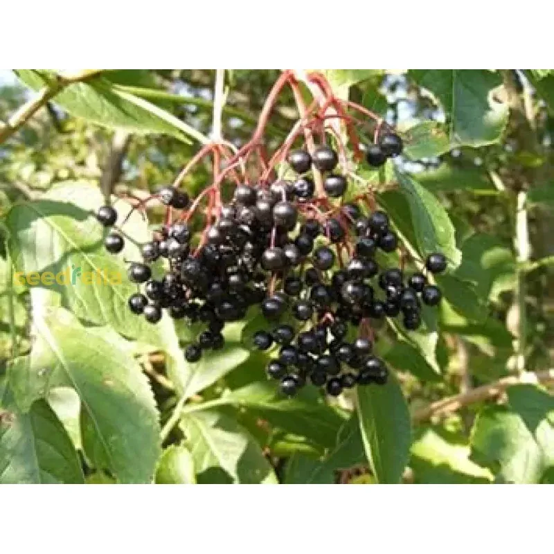 blue-canadensis-fruit-seeds-ideal-planting Blue Canadensis Fruit Seeds – Ideal for Planting