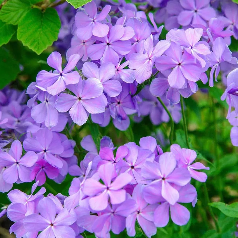 blue-moon-phlox Blue Moon Phlox