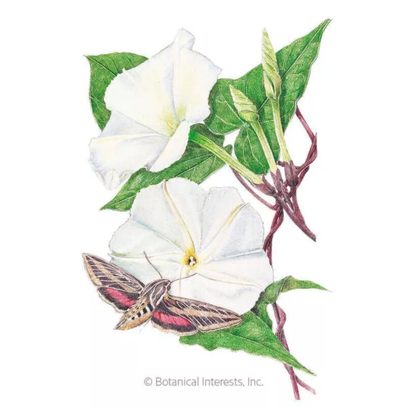 botanical-interests-moonflower-heirloom-seeds Botanical Interests Moonflower Heirloom Seeds