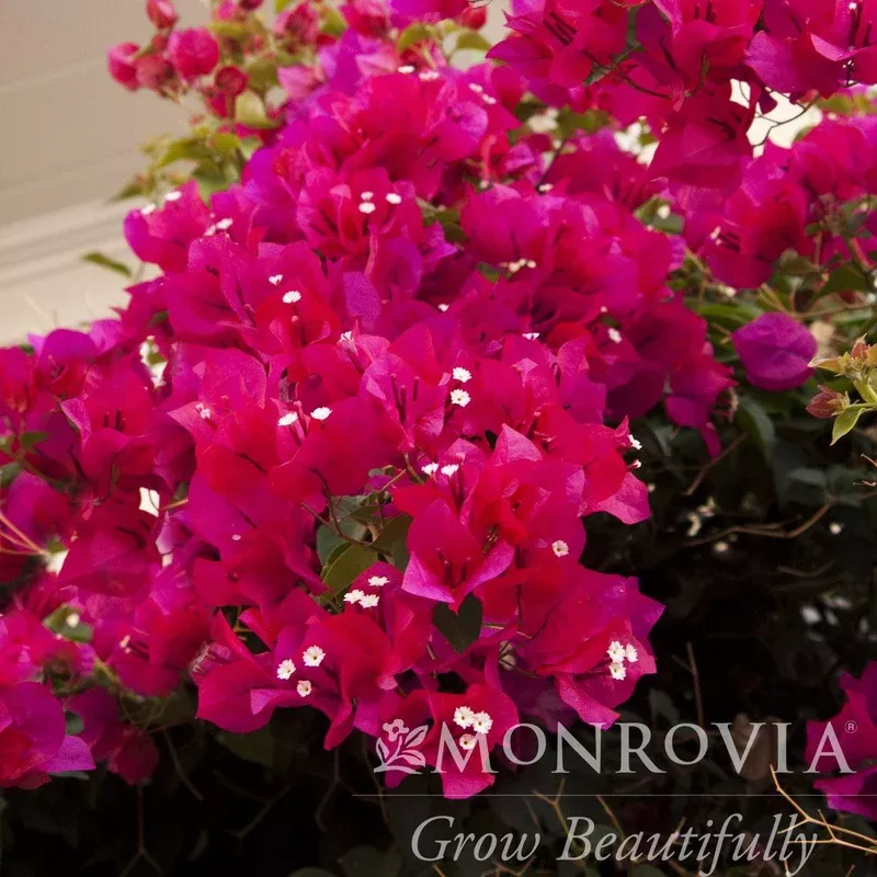 bougainvillea-barbara-karst-monrovia-barbara-karst-bougainvillea Bougainvillea ‘Barbara Karst’ ~ Monrovia Barbara Karst Bougainvillea