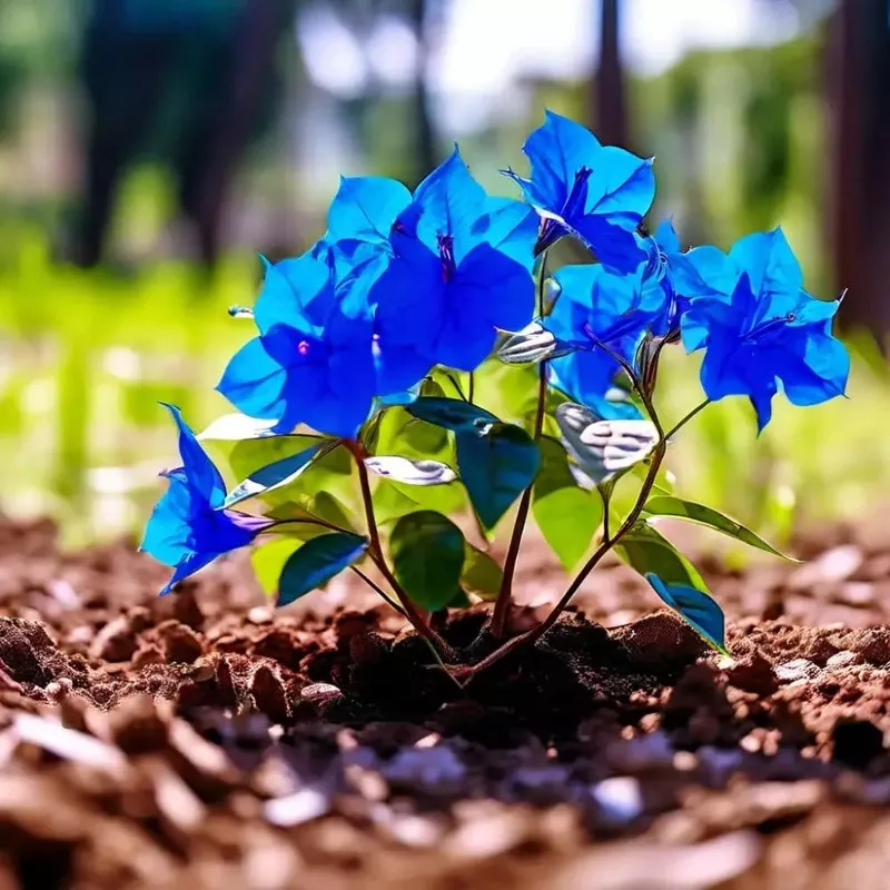 bougainvillea-spectabilis-flower-seeds-planting Bougainvillea Spectabilis Flower Seeds for Planting
