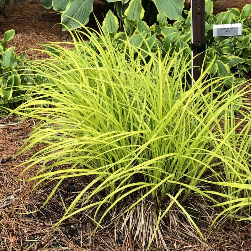 bowles-golden-sedge-carex ‘Bowles Golden’ Sedge (Carex)