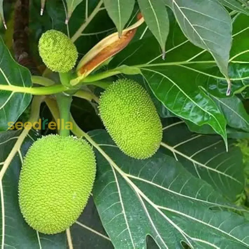 bread-fruit-seeds-perfect-planting Bread Fruit Seeds: Perfect for Planting