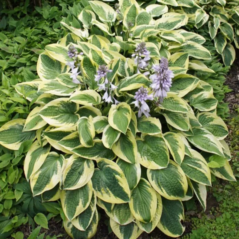 brim-cup-hosta ‘Brim Cup’ Hosta