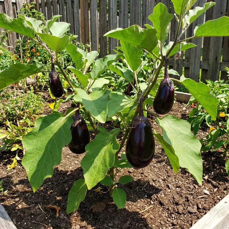 brinjal-vegetable-seeds-planting Brinjal Vegetable Seeds for Planting