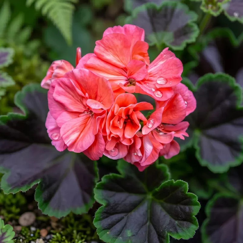 brocade-salmon-night-fancy-leaf-geranium Brocade Salmon Night Fancy Leaf Geranium