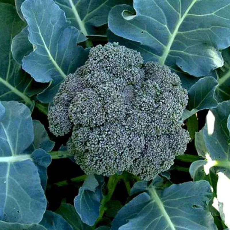 broccoli-green-desi-vegetable-seeds Broccoli Green – Desi Vegetable Seeds