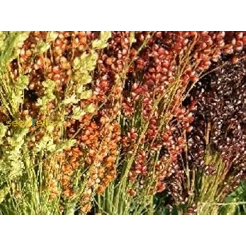 Broom Sorghum Planting Seeds | Ideal for Growing & Harvesting