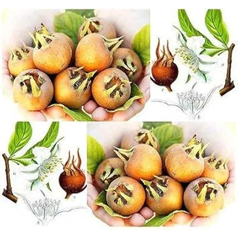 brown-mespilus-germanica-seeds-planting Brown Mespilus Germanica Seeds for Planting