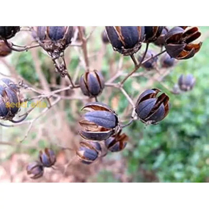 brown-myrtle-tree-seeds-planting Brown Myrtle Tree Seeds for Planting