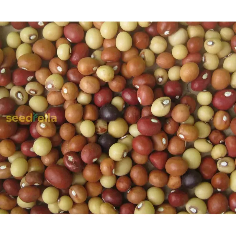 brown-vigna-subterranea-seeds-planting Brown Vigna Subterranea Seeds for Planting