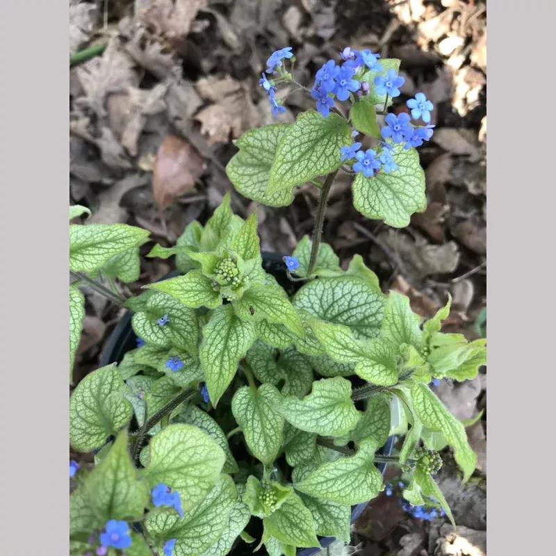 brunnera-alexander-s-great-ppaf-alexander-s-great-brunnera Brunnera ‘Alexander’s Great’ PPAF Alexander’s Great Brunnera