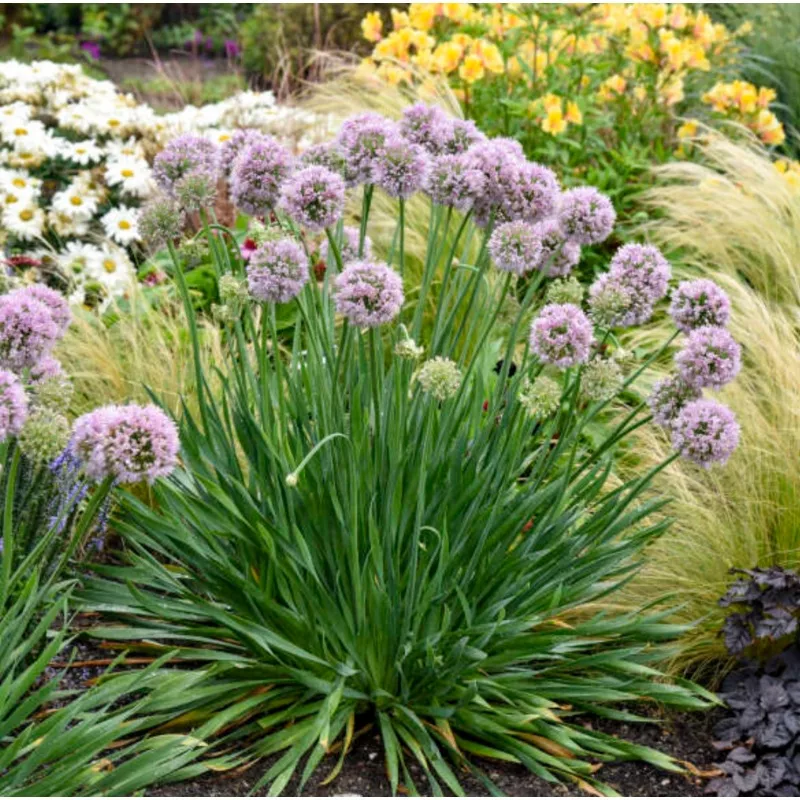 bubble-bath-allium ‘Bubble Bath’ Allium