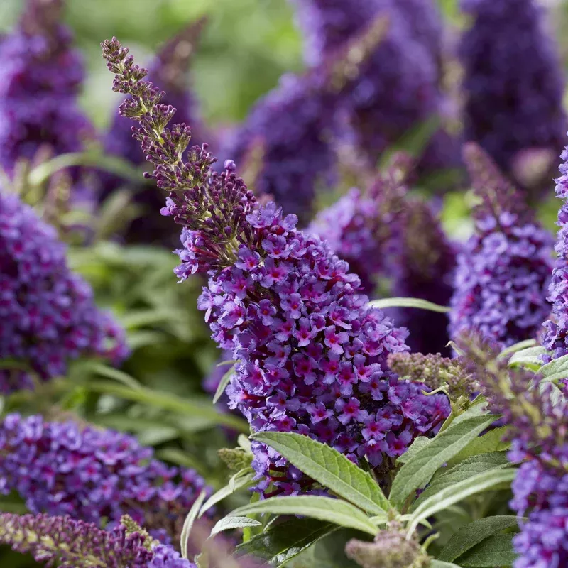 buddleia-davidii-botex-001-pp34515-butterfly-candy-li-l-grape-butterfly-bush Buddleia davidii ‘BotEx 001’ PP34515 ~ Butterfly Candy Li’l Grape Butterfly Bush