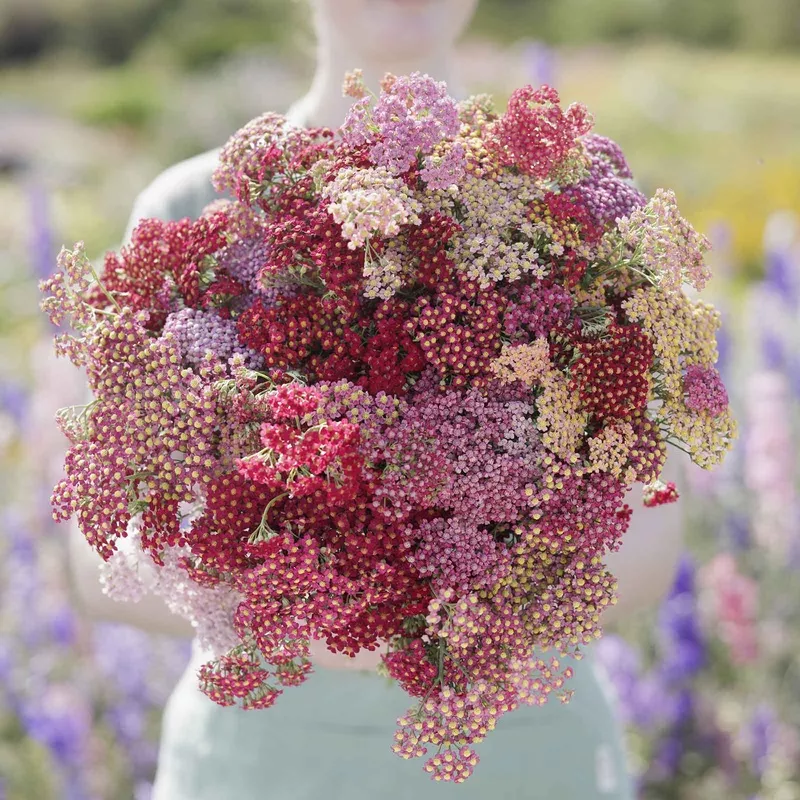 Bulk Yarrow Seeds – Flowerburst Red Shades