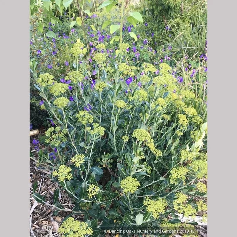 bupleurum-fruticosum-shrubby-hare-s-ear Bupleurum fruticosum Shrubby Hare’s Ear