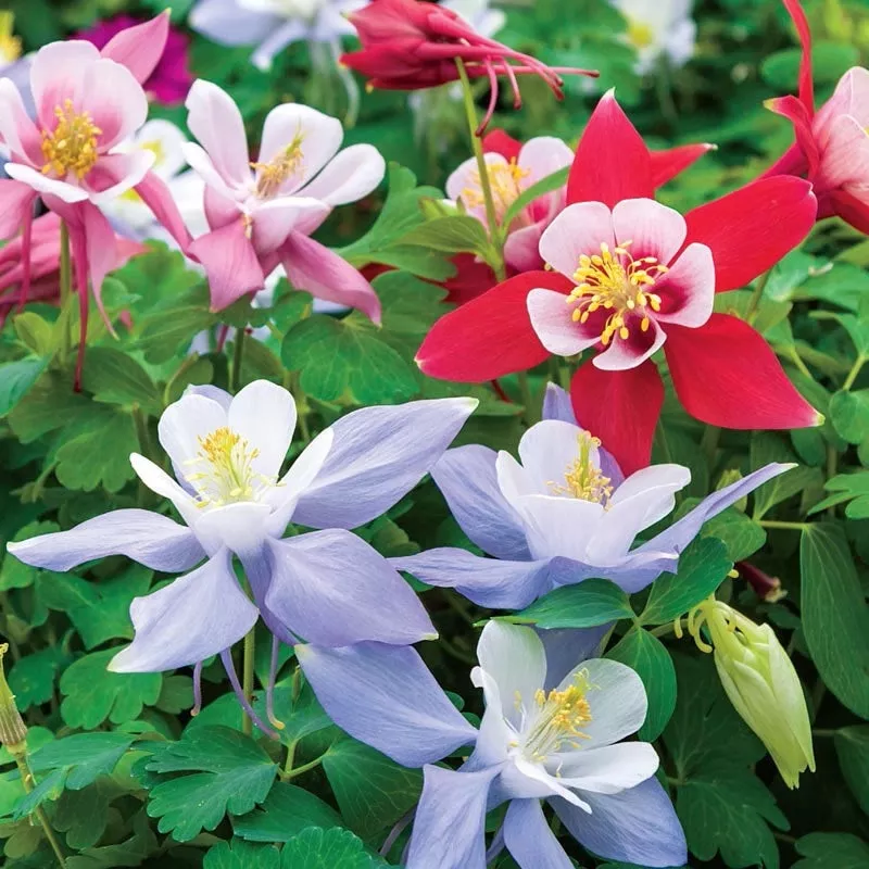 butterfly-columbine-mix Butterfly Columbine Mix
